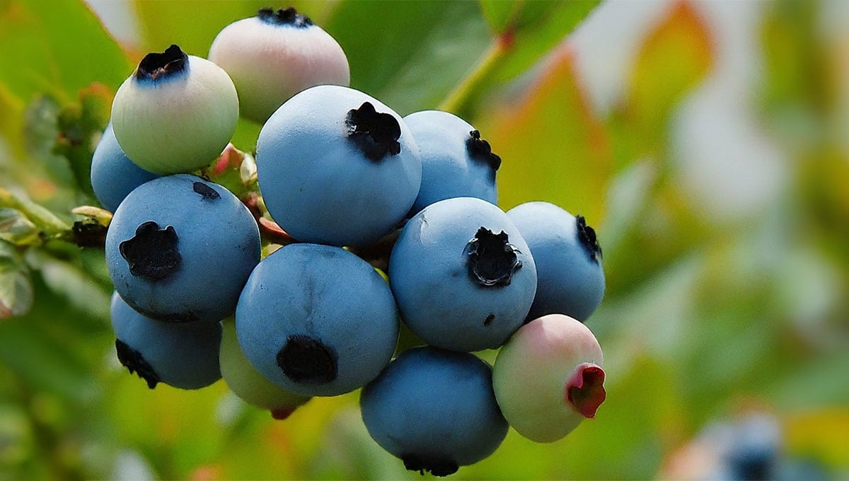 Blueberry Bunch on Farm