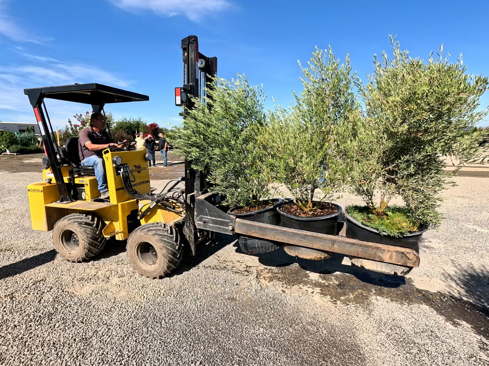 Forklift with Nursery Jaws